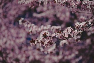 Kwitnąca wiśnia na Bemowie