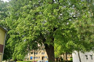 Lublin ma nowe pomniki przyrody!