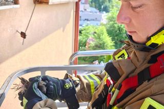 Strażacy uratowali jerzyka