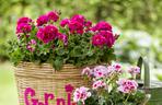 Pelargonie w koszach