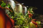 Atak Gigantów oraz Światowa wystawa orchidei, bonsai i sukulentów