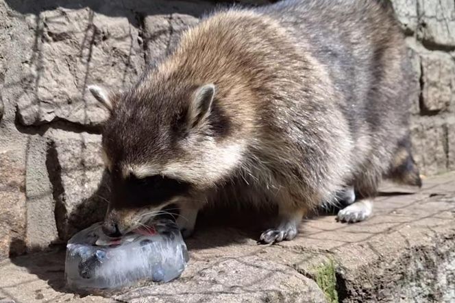 Szopy z Mini ZOO w Lesznie dostały lody z owocami