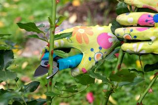 Kiedy tniemy róże?