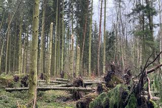 Wichury zniszczyły setki tysięcy drzew. Nadleśnictwa wprowadzają ZAKAZ WSTĘPU DO LASÓW