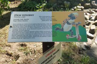 Światowy Dzień Żółwia