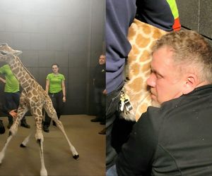 Odrzuciła go matka, ale przygarnęli ludzie! Wzruszające nagranie z Zoo Łódź