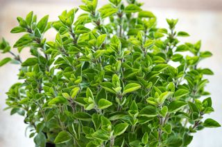 Roślina, której nie lubią kleszcze