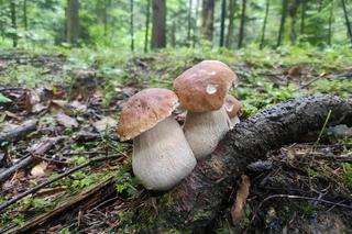 Bieszczady zasypane grzybami