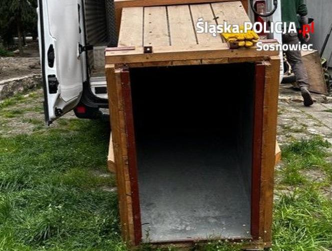 Szok w Sosnowcu