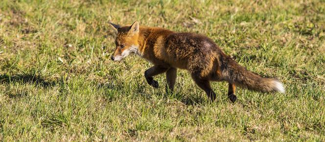 Powiat Zamojski: Od 18 do 21 września są zrzucane szczepionki dla lisów