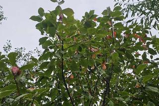  Jesień coraz bliżej