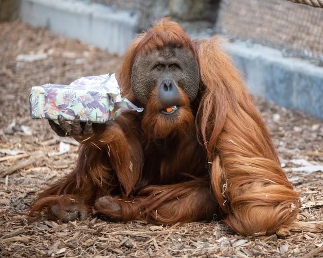 Pokazowe karmienia w Orientarium Zoo Łódź