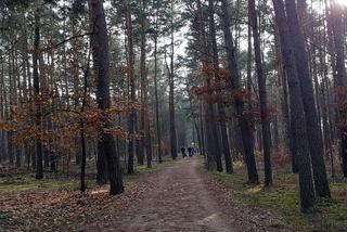 Popularne miejsca spacerowe w Toruniu
