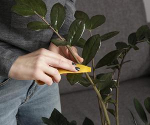 Jak czyścić liście roślin doniczkowych?