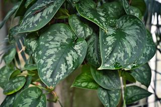 Scindapsus pstry 'Argyraeus' 