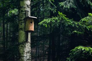 Zielona Góra: Każdy może zbudować budkę dla ptaków!