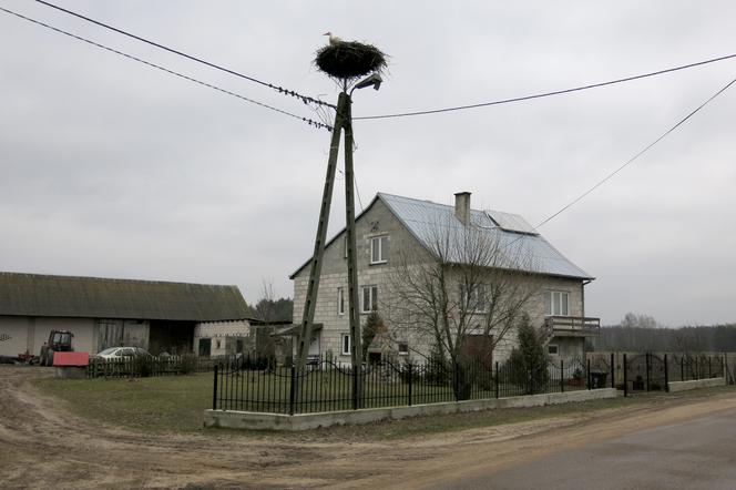 Przez tego ptaka wróciła zima