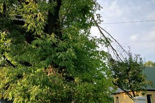 Połamane drzewa, uszkodzone dachy i samochody. To obraz po nawałnicach, które przeszły przez Tarnów i region 