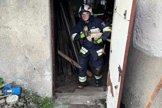 Bocian utknął w kominie