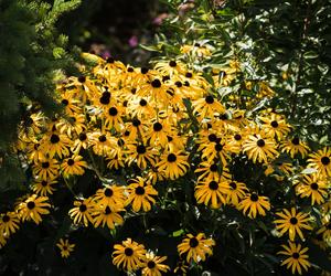 Rudbekia błyskotliwa