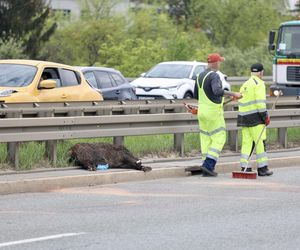 Warszawa sparaliżowana! Karambol po potrąceniu dzika. Kosmiczny korek aż do Marsa