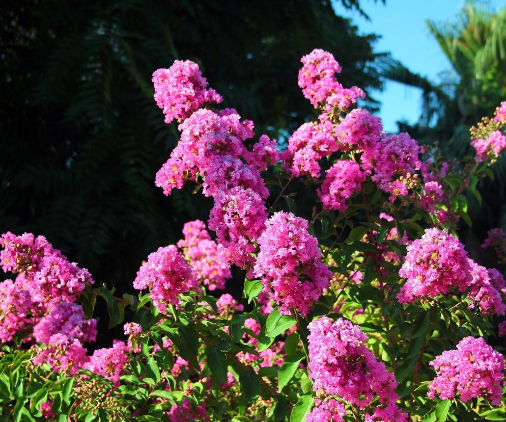 Lagerstroemia indyjska