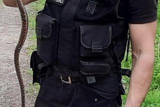 Tarnów. Strażnicy miejscy zostali wezwani do groźnej żmii, która okazała się zaskrońcem