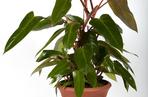 Filodendron
