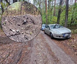 Zaskakujące odkrycie podczas grzybobrania! Kto wyrzucił do lasu kilkadziesiąt materacy?!