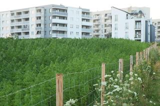 Każdy będzie mógł wziąć trochę konopi. W piątek wejdziecie na słynne lubelskie pole