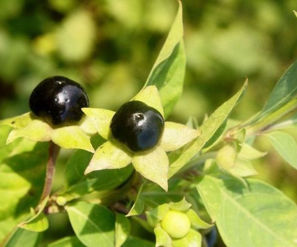 Wilcza jagoda - co to jest? Objawy zatrucia wilczą jagodą