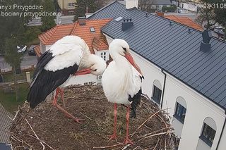 Słynne bocianie gniazdo ma lokatorów!