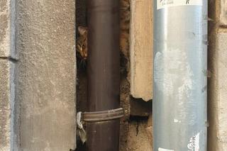 Kotek wypadł z II piętra