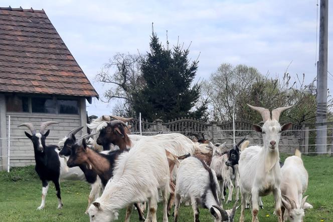 Zaadoptuj warszawską kozę! Uratowane zwierzęta czekają na nowy dom
