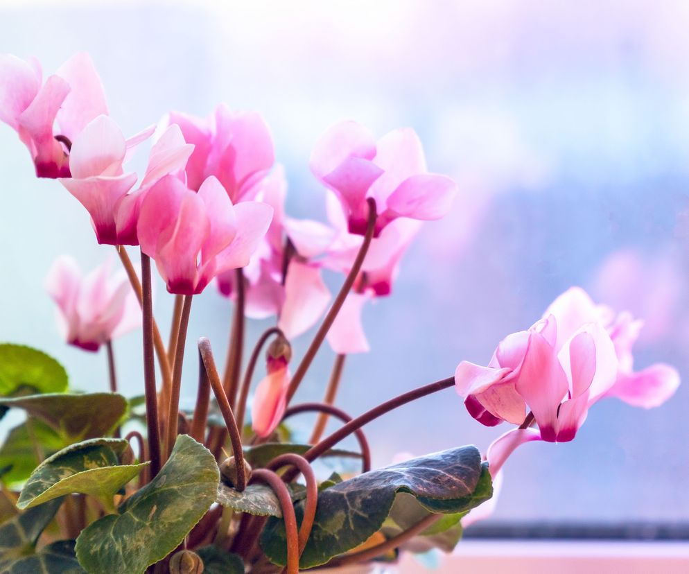 Staraj się na bieżąco zbierać opadające listki cyklamenu.