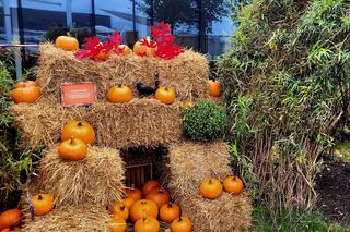 Dyniowy ogród na dachu Galerii Północnej w Warszawie