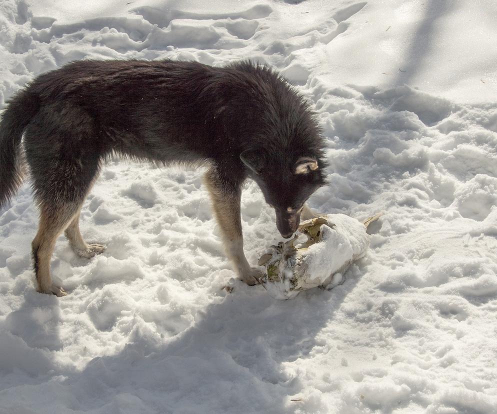 Psy z Czarnobyla są genetycznie inne od pozostałych. Dlaczego?