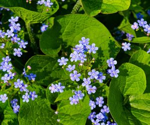 Brunnera wielkolistna