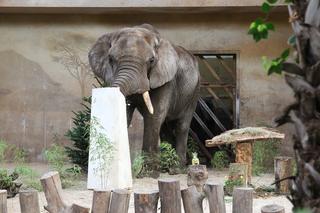 Urodziny słonia Leona