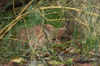 Nowa mieszkanka w Śląskim Ogrodzie Zoologicznym. To rysica euroazjatycka