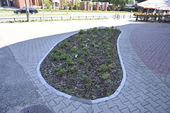 Mieszkańcy Warszawy oceniają efekty rozbetonowania stolicy. Przeżyliśmy upał na „zielonym skwerze”