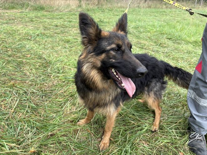 Tak dużo kotów dawno tam nie było. Schronisko w Henrykowie koło Leszna zaprasza na dni otwarte