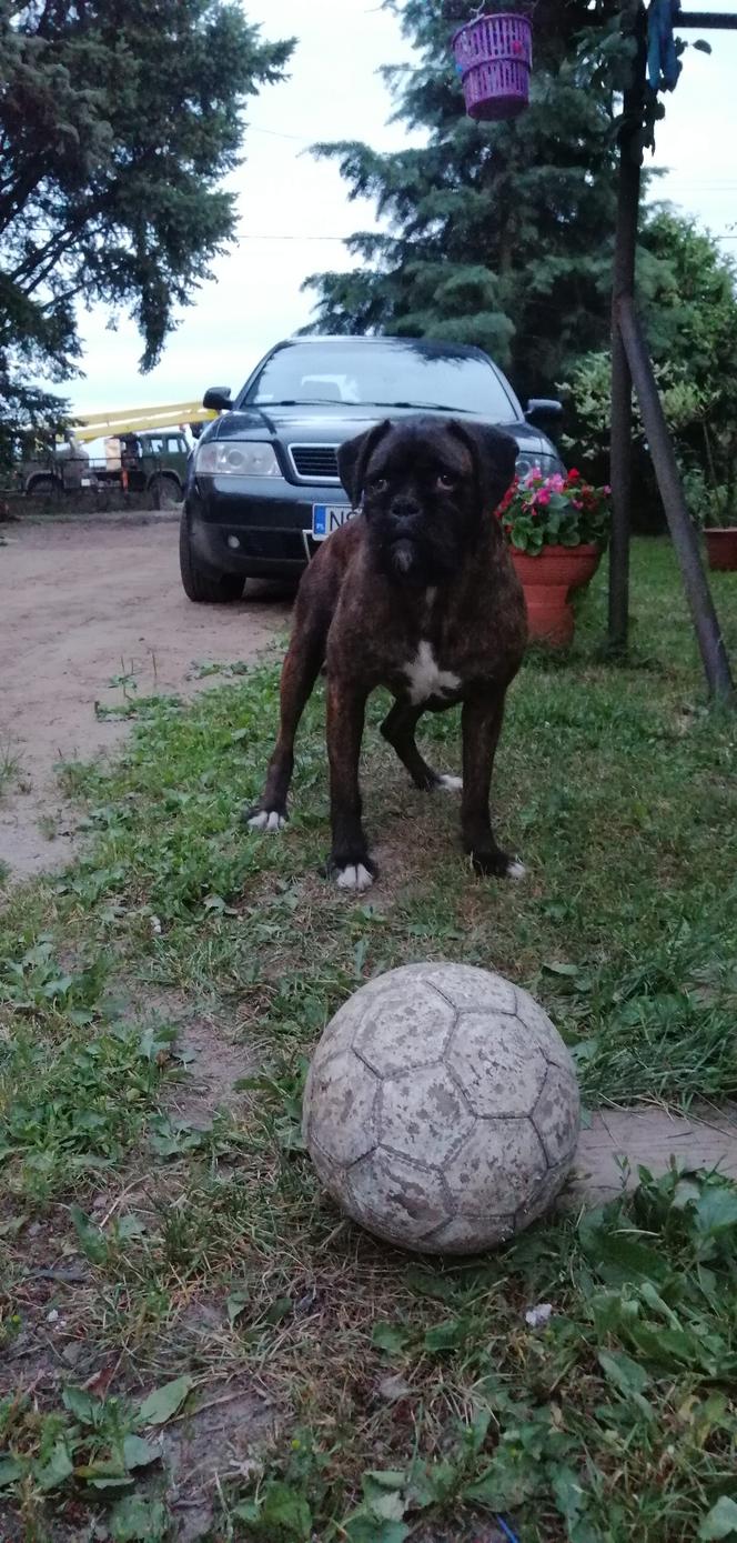 2500zł za zabójcę mojego psa