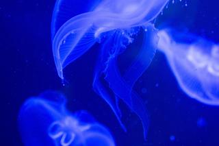 Meduzy zamieszkały w Orientarium