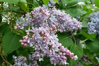 Arboretum Kórnickie - raj dla miłośników pięknych roślin