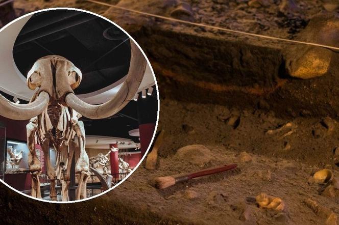 Niesamowite odkrycie archeologiczne w Austrii. To zwierzę chodziło po ziemi 40 tys. lat temu