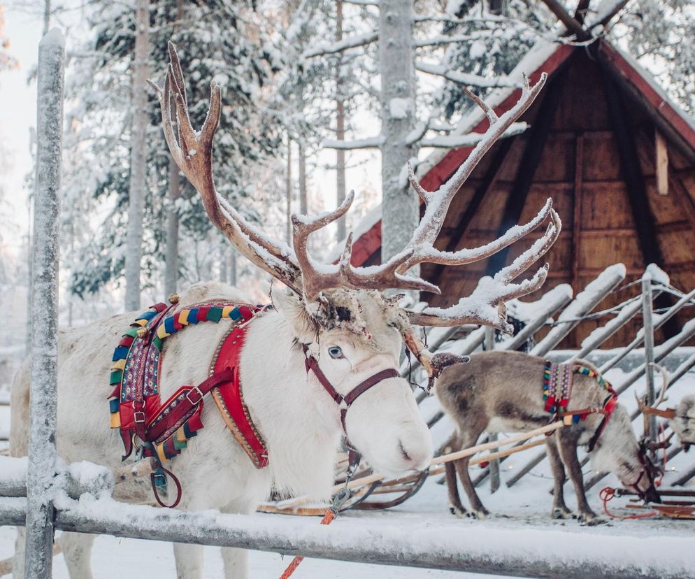 Gdzie mieszka święty Mikołaj? Wioska Mikołaja w Rovaniemi