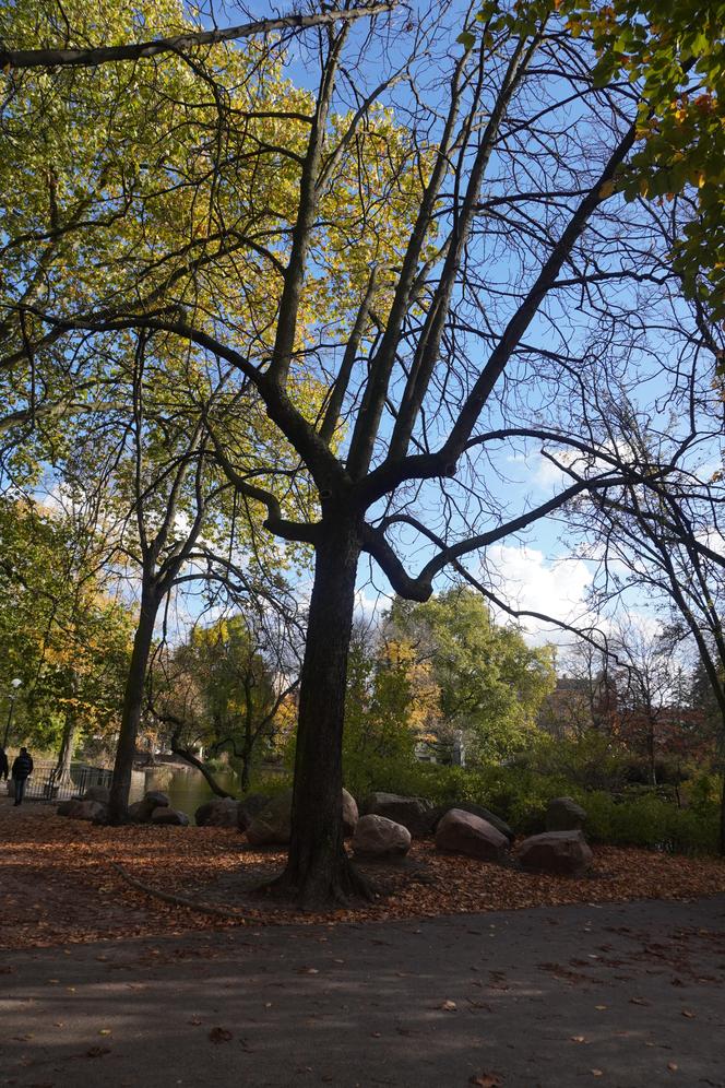 Park Wilsona jesienią