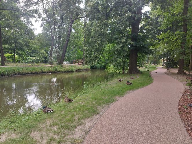 Park im. Szafera w Rzeszowie 