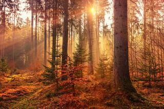 Te rezerwaty przyrody na Lubelszczyźnie musisz odwiedzić jesienią!
